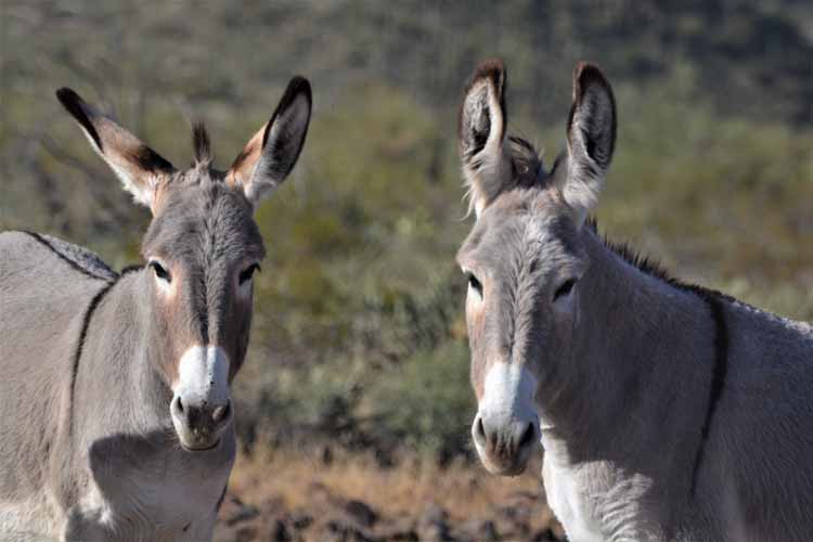 burros